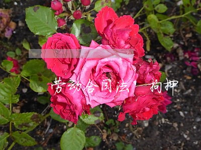 劳动合同法 拘押 劳动合同法 拘押